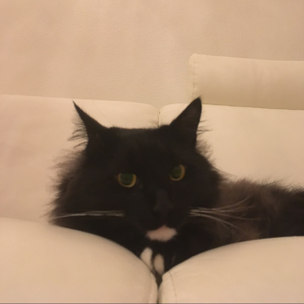 Meet your Posher, Molly